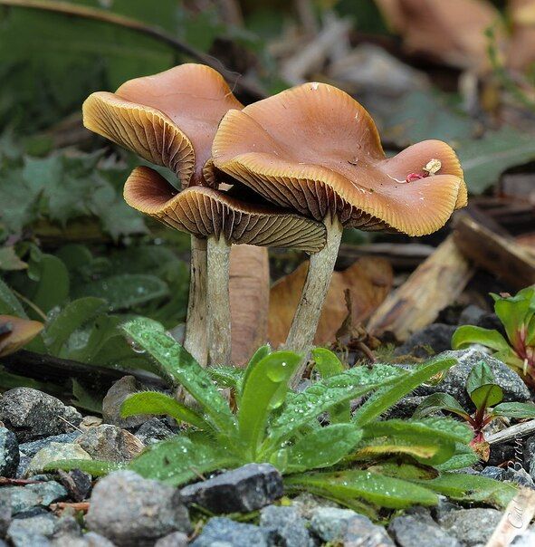 The Humongous Fungus